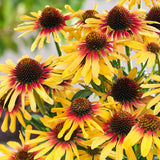Echinacea (Coneflower)