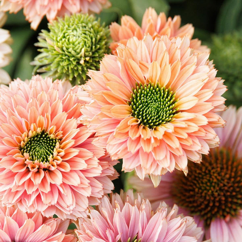 Echinacea (Coneflower) 3.5”