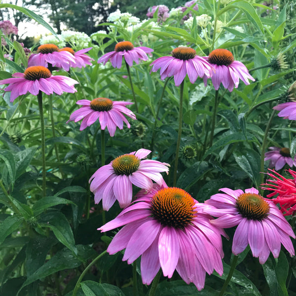 Echinacea (Coneflower) 3.5”