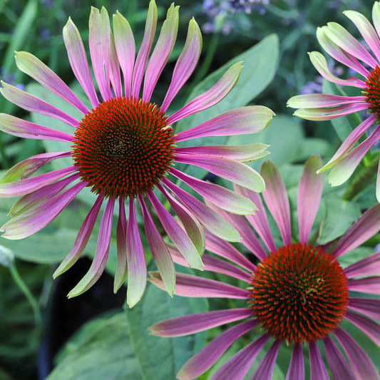 Echinacea (Coneflower) 3.5”