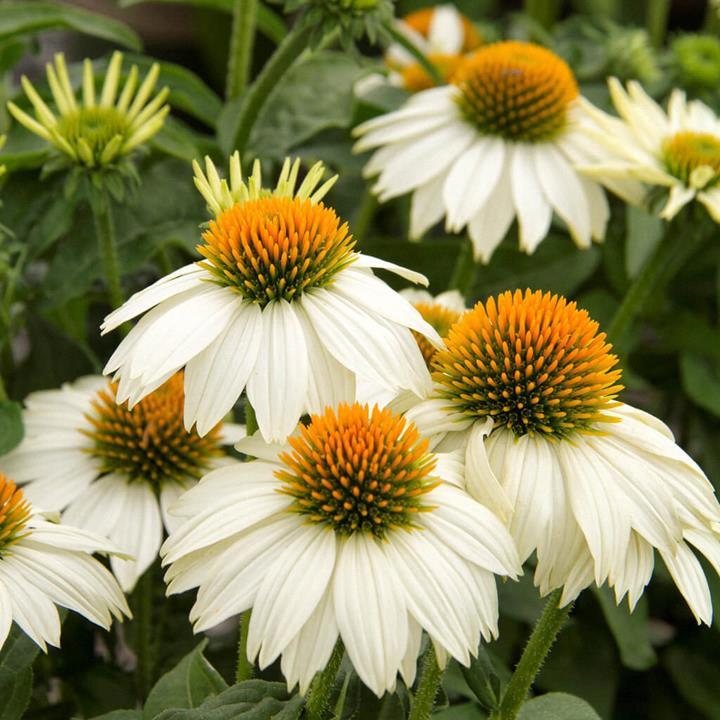 Echinacea (Coneflower) 3.5”