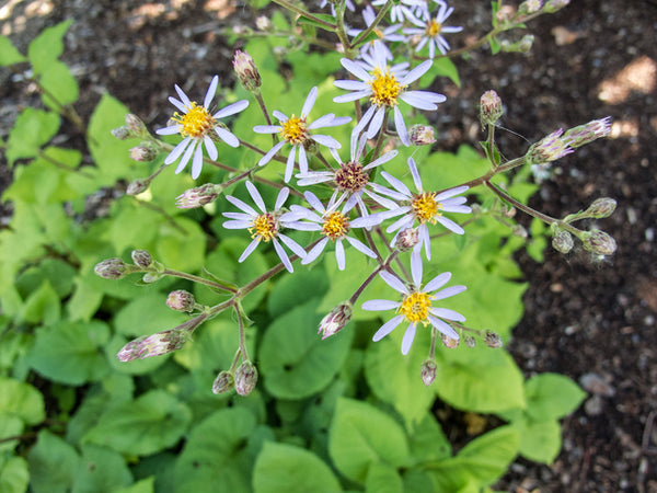 Eurybia macrophylla (Large-Leaved Aster)