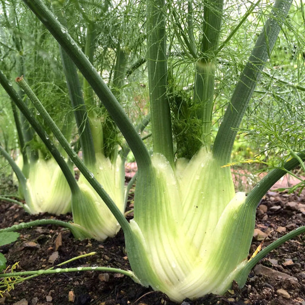 Fennel