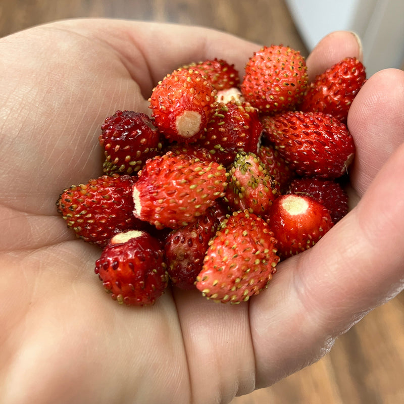 Fragaria vesca (Woodland Strawberry)