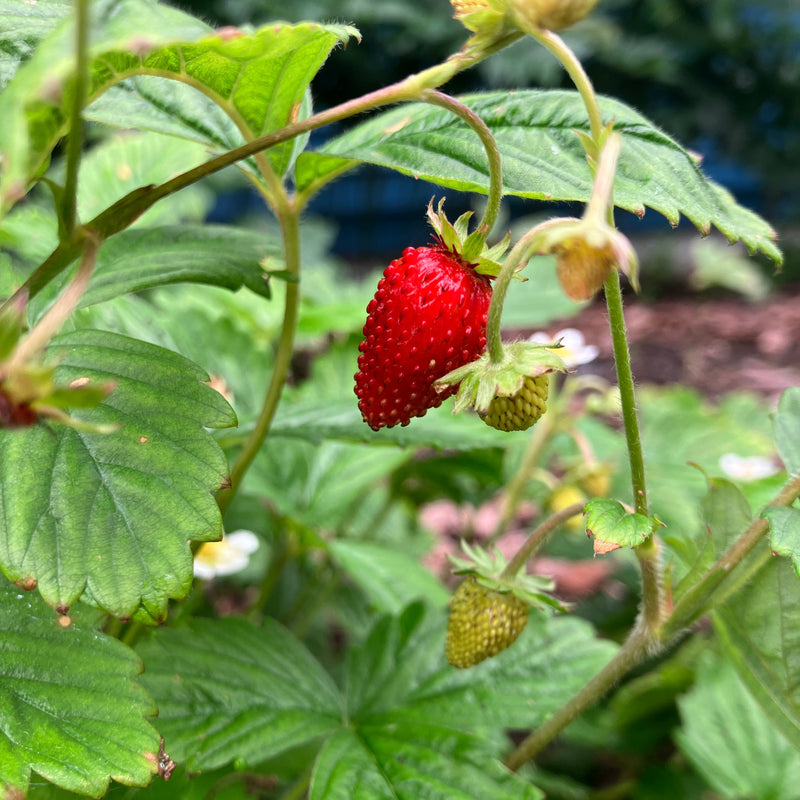 Fragaria vesca (Woodland Strawberry)