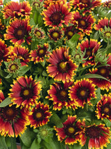 Gaillardia (Blanketflower)