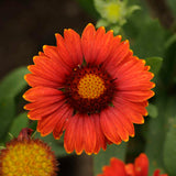 Gaillardia (Blanketflower)