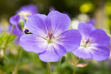 Geranium (Cranesbill)