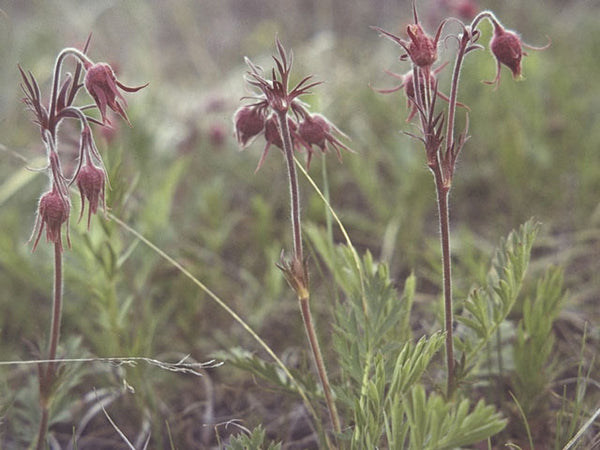 Geum triflorum (Three-Flowered Avens)