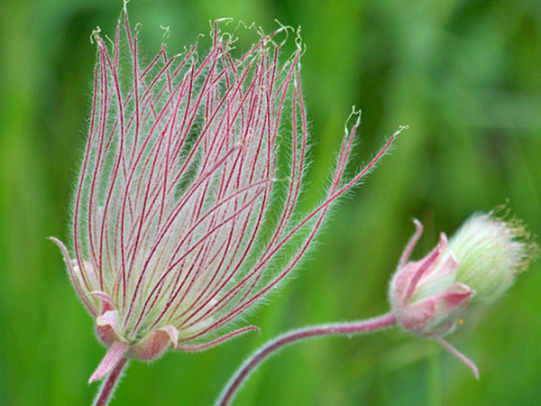 Geum triflorum (Three-Flowered Avens)