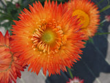 Xerochrysum (Strawflower)
