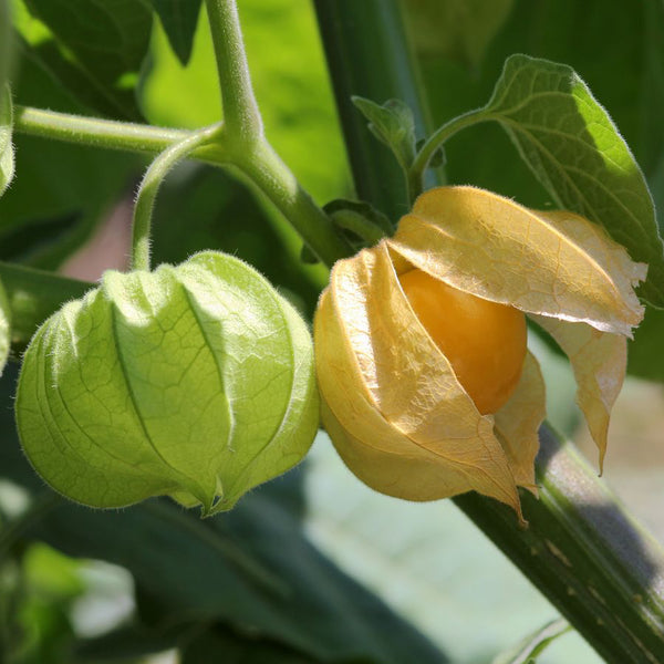 Ground Cherry