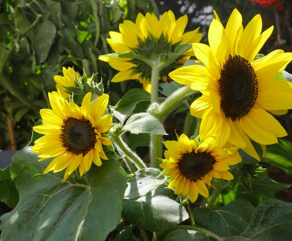 Helianthus (Dwarf Sunflower)