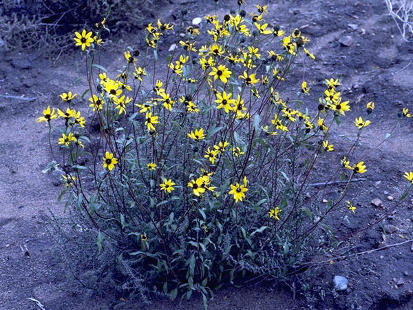 Helianthus giganteus (Giant Sunflower)