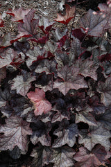 Heuchera (Coral Bells)