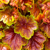 Heuchera (Coral Bells)