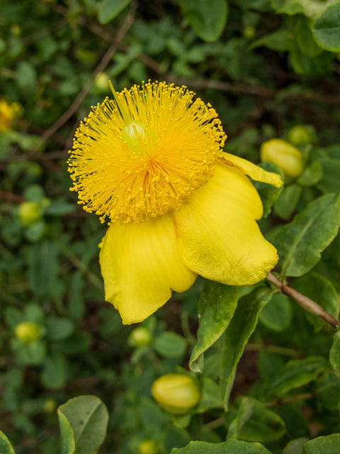 Hypericum prolificum (Shrubby St. John’s Wort)