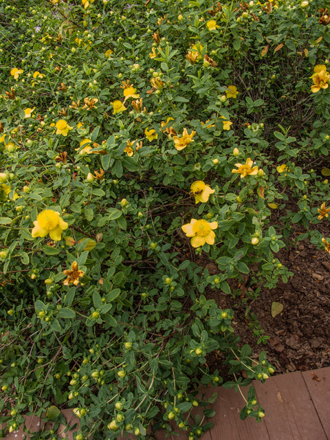 Hypericum prolificum (Shrubby St. John’s Wort)