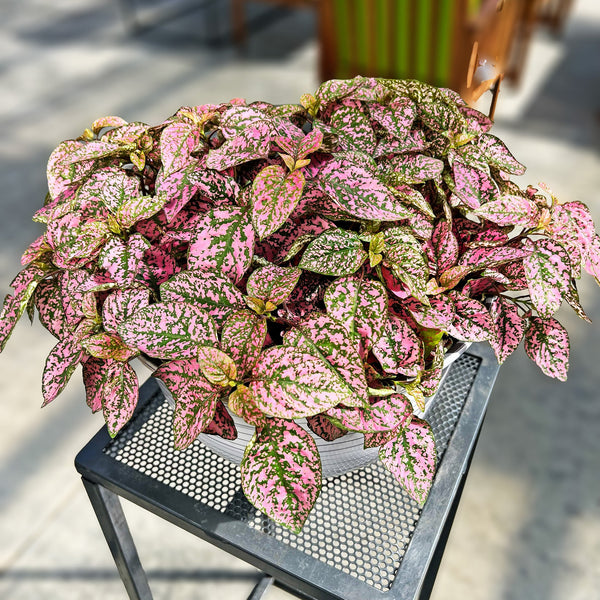 Hypoestes (Polka-Dot Plant)