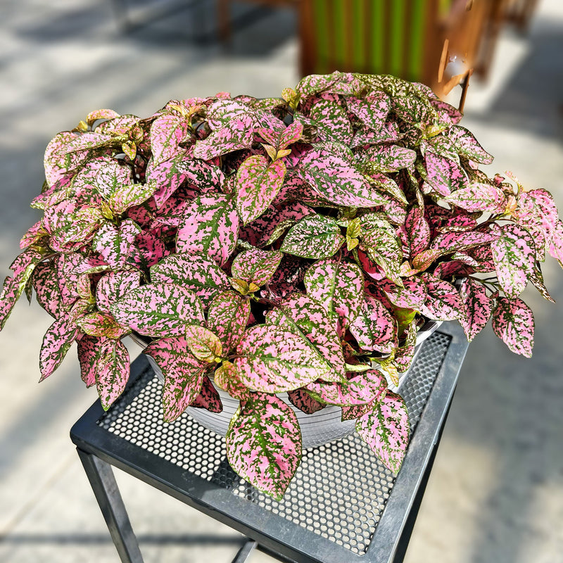 Hypoestes (Polka-Dot Plant)