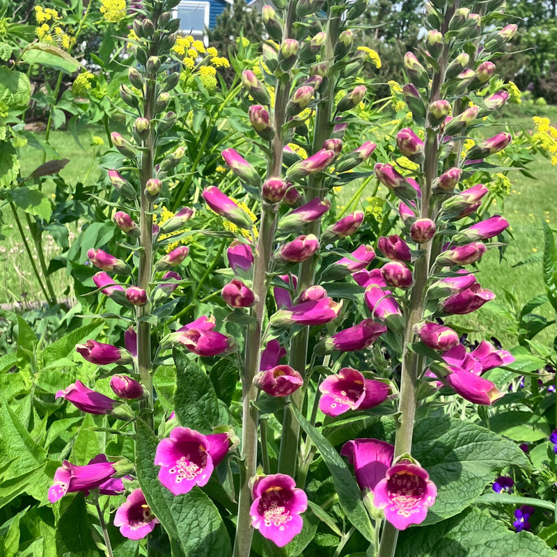 Digitalis purpurea (Common Foxglove)