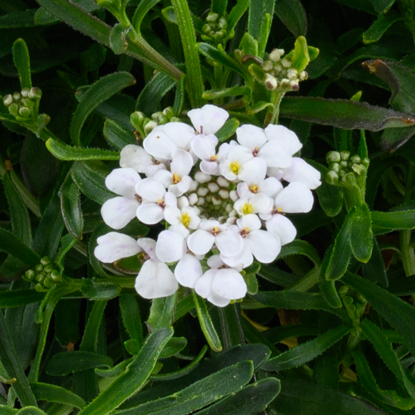 Iberis (Candytuft)