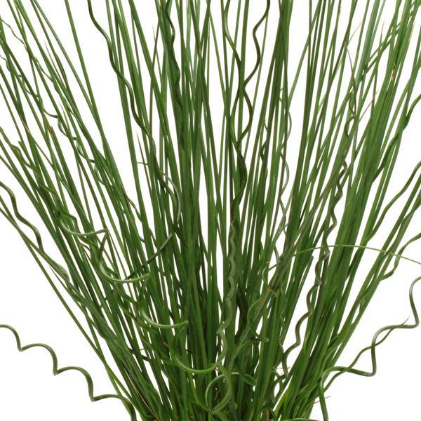 Juncus (Corkscrew Rush)