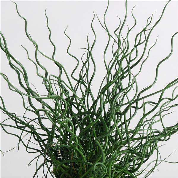 Juncus (Corkscrew Rush)