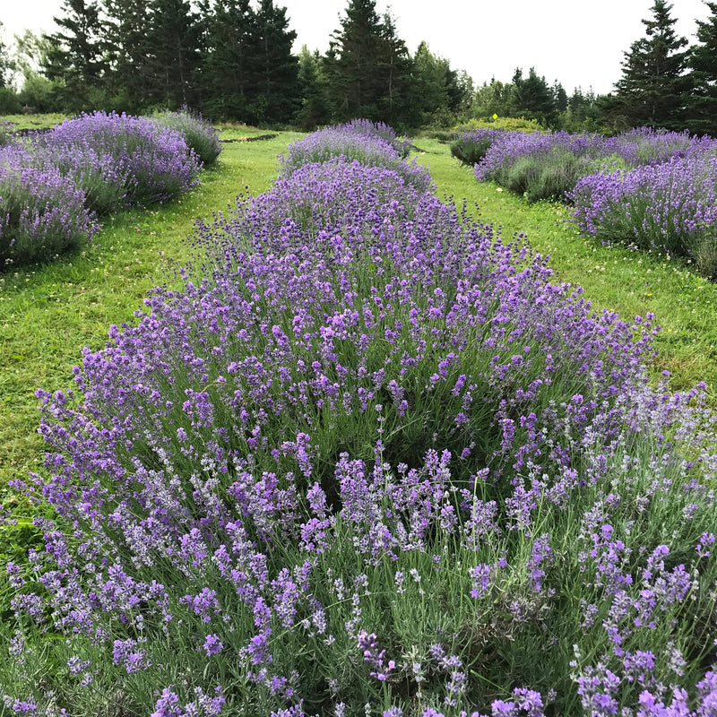 Lavender Plants 3.5"