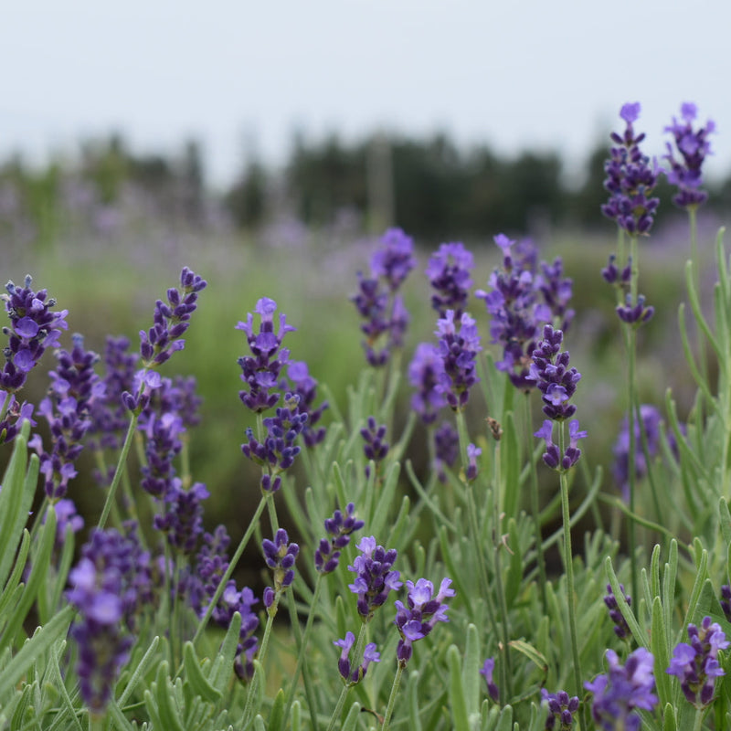 Lavender Plants 3.5"