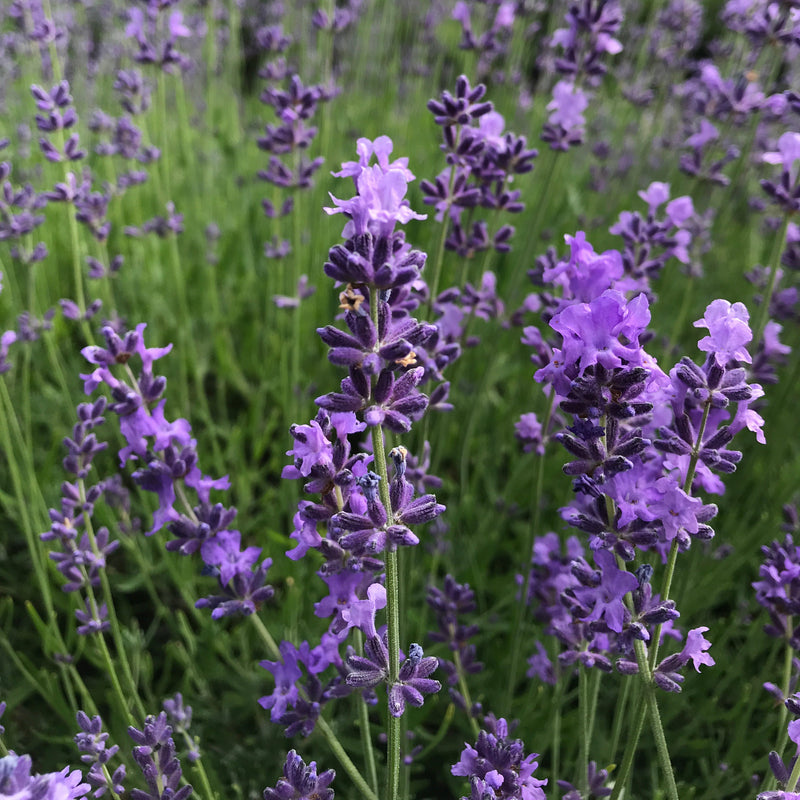 Lavender Plants 3.5"