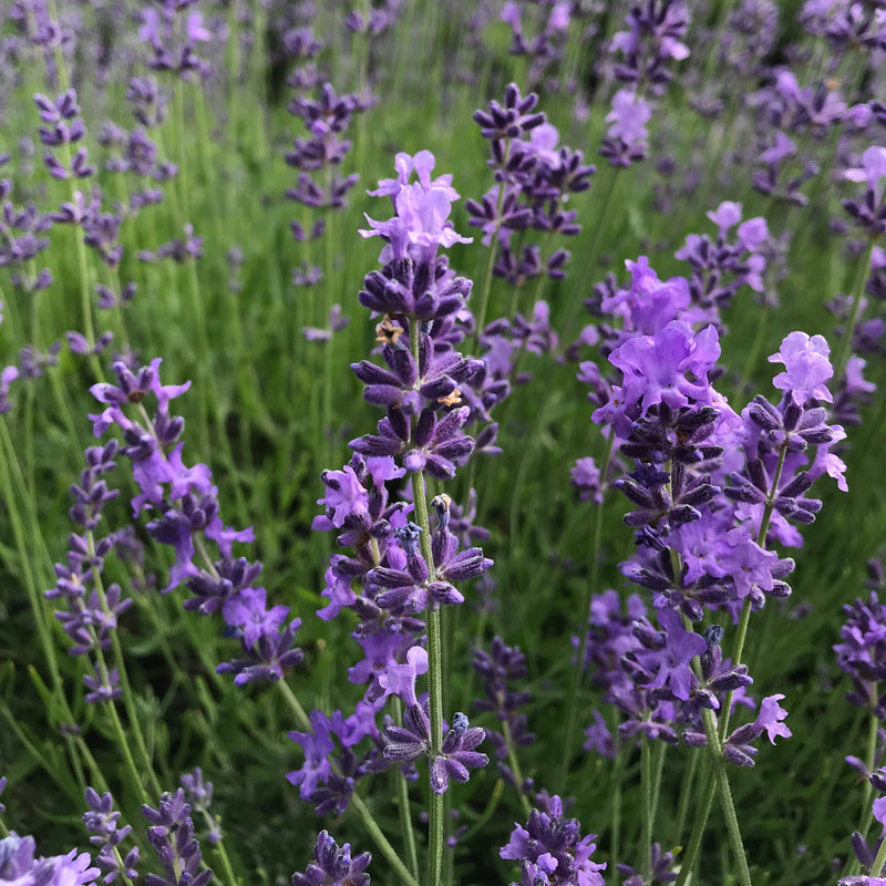 essence lavender plant Lavender Plants 3.5" – Seafoam Lavender
