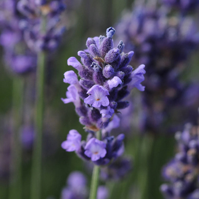 Lavender Plants 3.5"