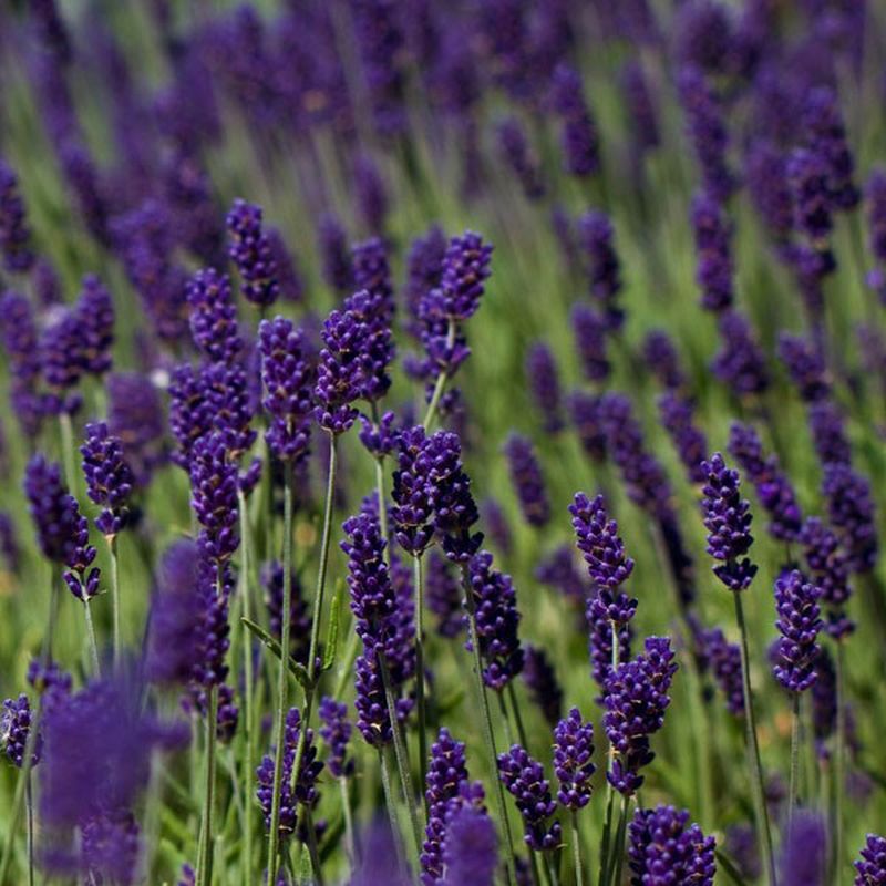 Lavender Plants 3.5"