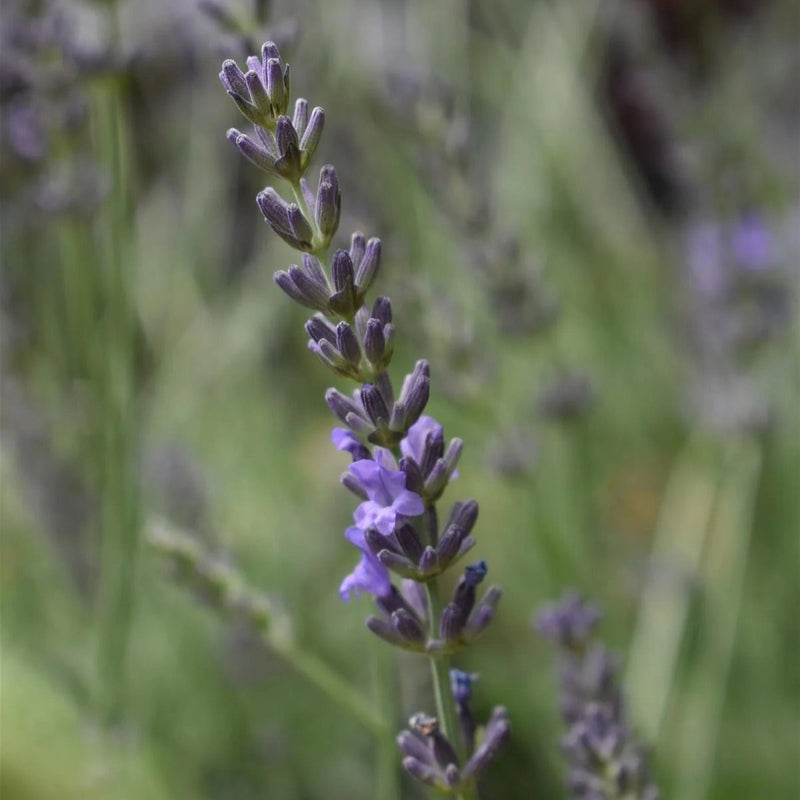 Lavender Plants 3.5"