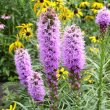 Dense Blazing Star Seeds