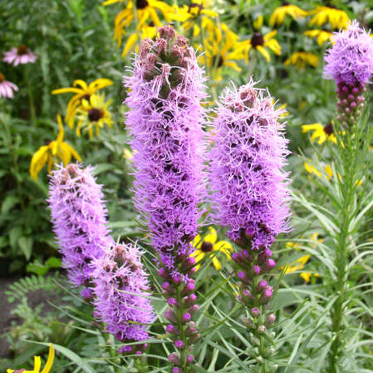 Liatris (Blazing Star)