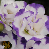 Lisianthus