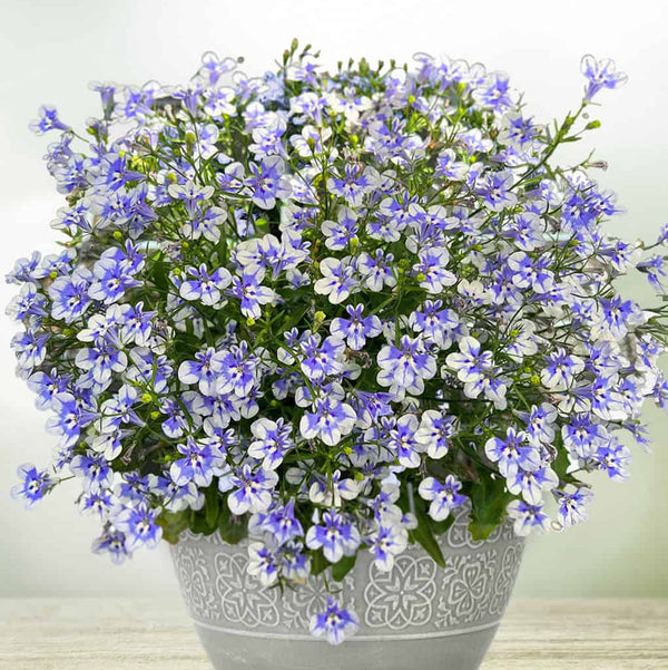 Lobelia