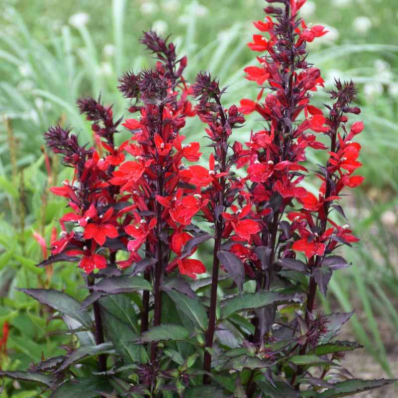 Lobelia, hardy