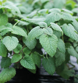 Lemon Balm