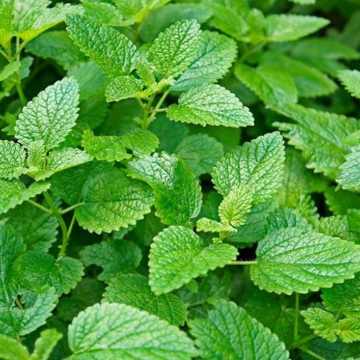 Lemon Balm