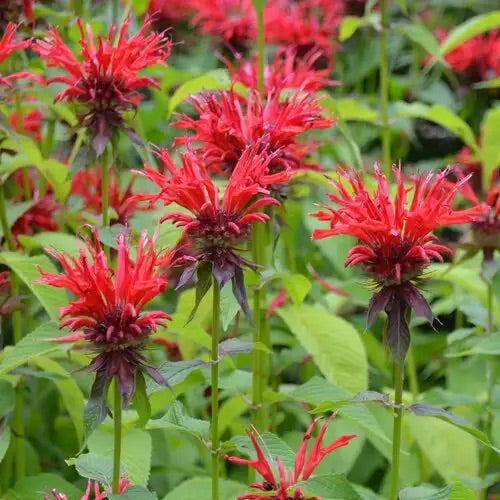 Monarda didyma (Scarlet Beebalm)