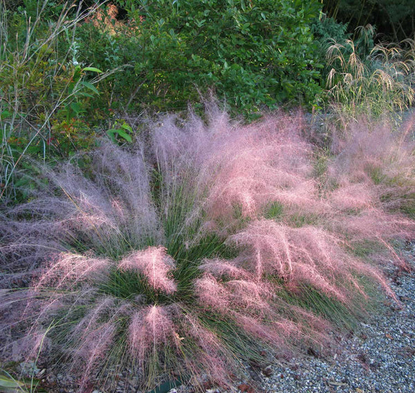 Muhlenbergia (Muhly Grass)