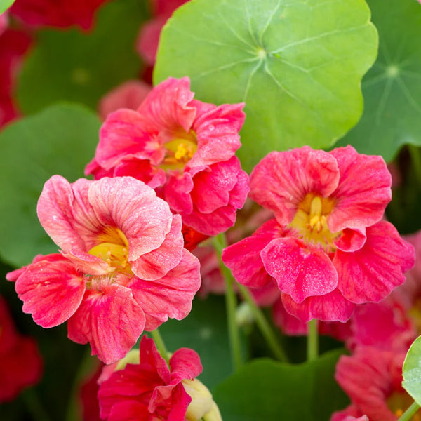 Nasturtium