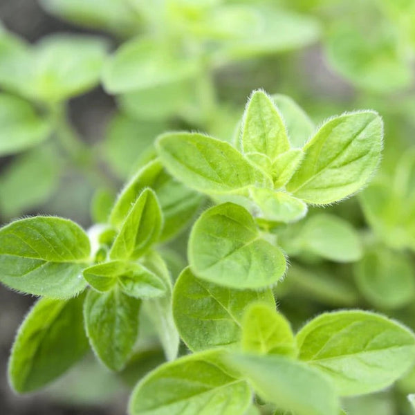 Oregano