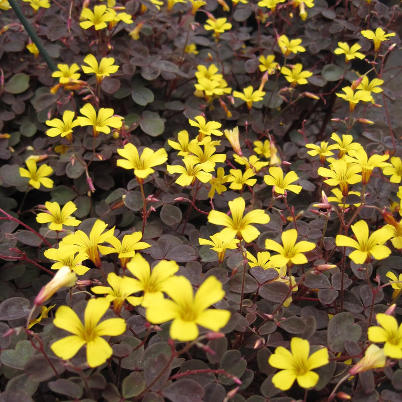 Oxalis (False Shamrock)