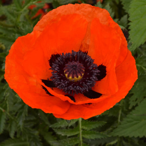 Papaver (Oriental Poppy)