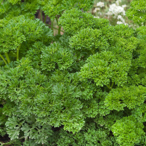 Parsley