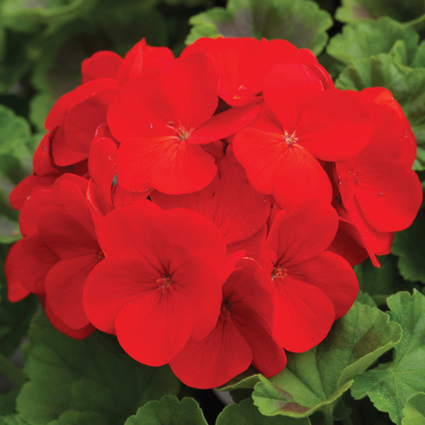 Pelargonium (Annual Geranium)